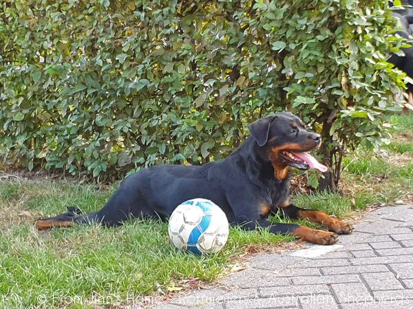 Joy Laika van Meijl opZeven 041 Joy Laika van Meijl opZeven 041