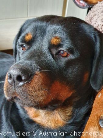 Joy Laika van Meijl opZeven 042 Joy Laika van Meijl opZeven 042