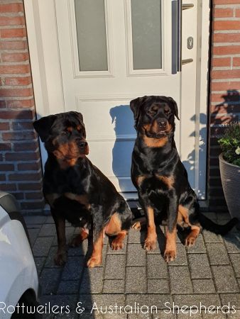 Joy Laika van Meijl opZeven 046 Joy Laika van Meijl opZeven 046