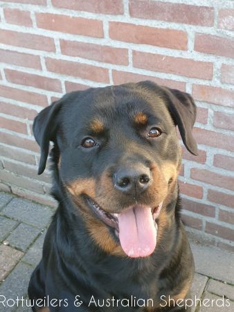 Joy Laika van Meijl opZeven 047 Joy Laika van Meijl opZeven 047