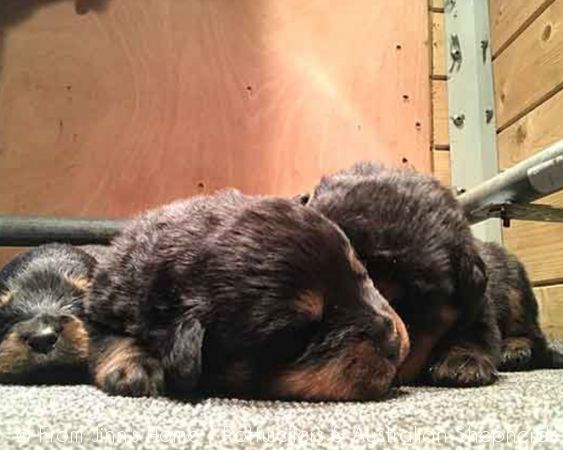 Joy Laika van Meijl opZeven 050 Joy Laika van Meijl opZeven 050