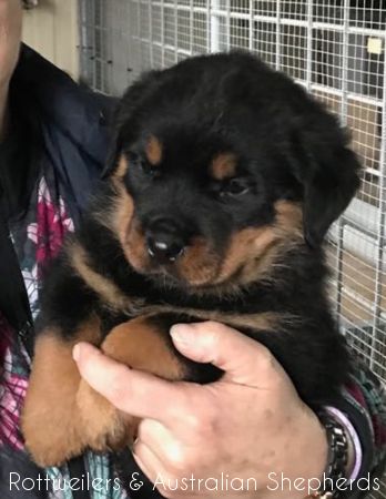 Joy Laika van Meijl opZeven 051 Joy Laika van Meijl opZeven 051