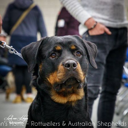 Joy Laika van Meijl opZeven 052 Joy Laika van Meijl opZeven 052