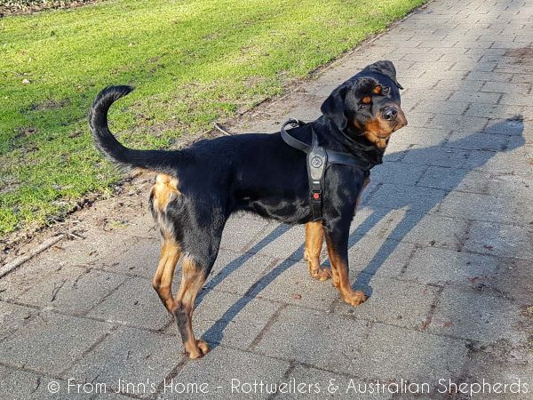 Jinn Heavys Kayleigh 013 Jinn Heavys Kayleigh 013