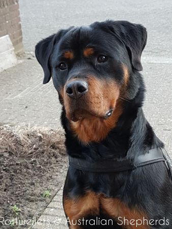 Jinn Heavys Kayleigh 014 Jinn Heavys Kayleigh 014