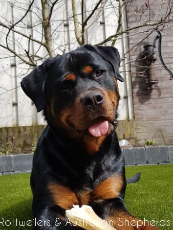 Jinn Heavys Kayleigh 017 Jinn Heavys Kayleigh 017