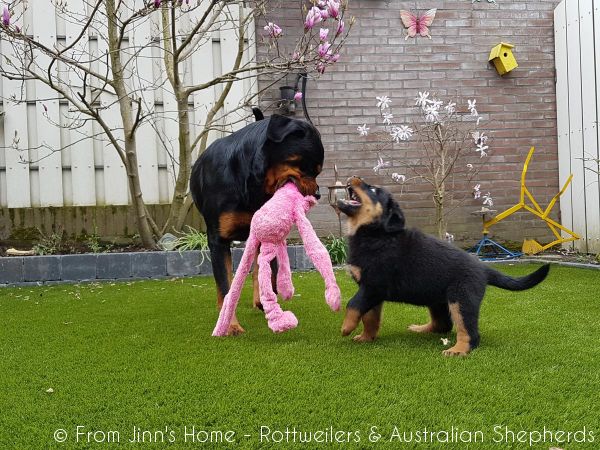 Jinn Heavys Kayleigh 020 Jinn Heavys Kayleigh 020