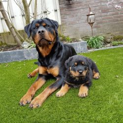 Jinn Heavys Kayleigh 021 Jinn Heavys Kayleigh 021