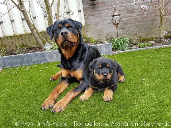 Jinn Heavys Kayleigh 021 Jinn Heavys Kayleigh 021