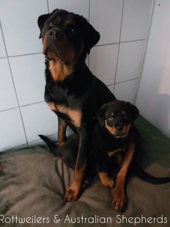 Jinn Heavys Kayleigh 024 Jinn Heavys Kayleigh 024