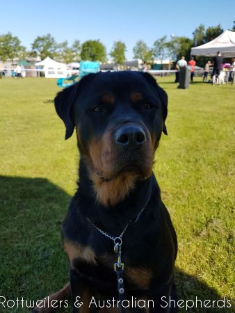 Jinn Heavys Kayleigh 025 Jinn Heavys Kayleigh 025