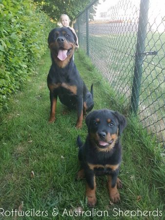 Jinn Heavys Kayleigh 026 Jinn Heavys Kayleigh 026