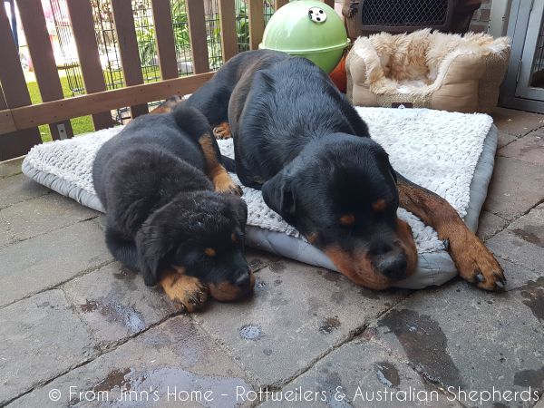 Jinn Heavys Kayleigh 027 Jinn Heavys Kayleigh 027