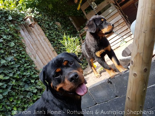 Jinn Heavys Kayleigh 028 Jinn Heavys Kayleigh 028