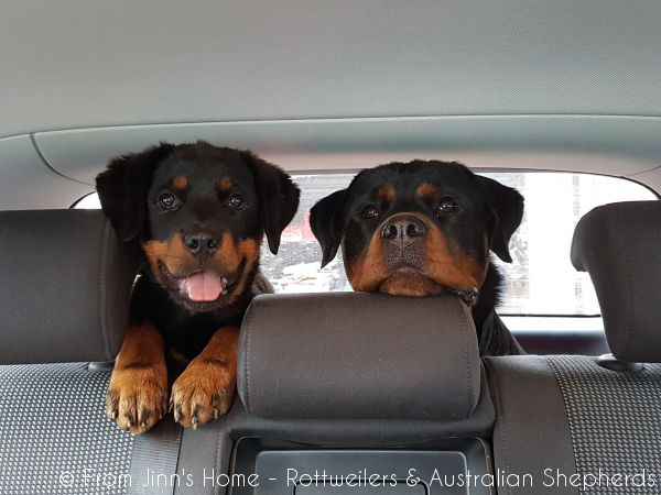 Jinn Heavys Kayleigh 029 Jinn Heavys Kayleigh 029