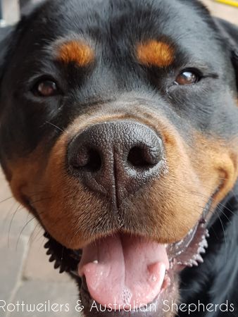 Jinn Heavys Kayleigh 030 Jinn Heavys Kayleigh 030