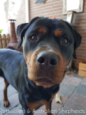 Jinn Heavys Kayleigh 031 Jinn Heavys Kayleigh 031