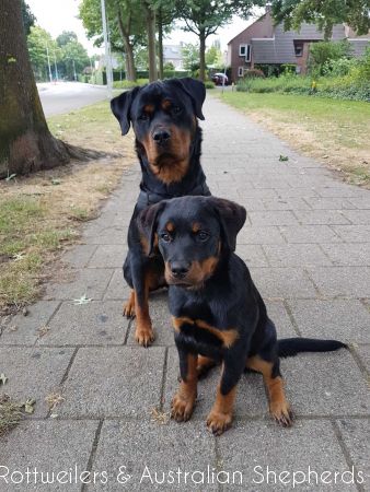 Jinn Heavys Kayleigh 032 Jinn Heavys Kayleigh 032