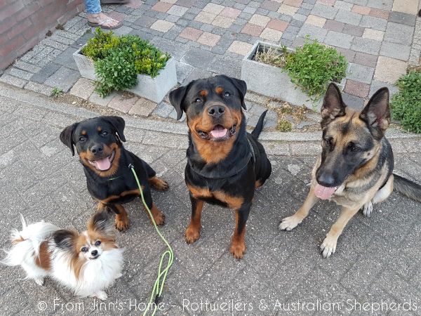 Jinn Heavys Kayleigh 033 Jinn Heavys Kayleigh 033