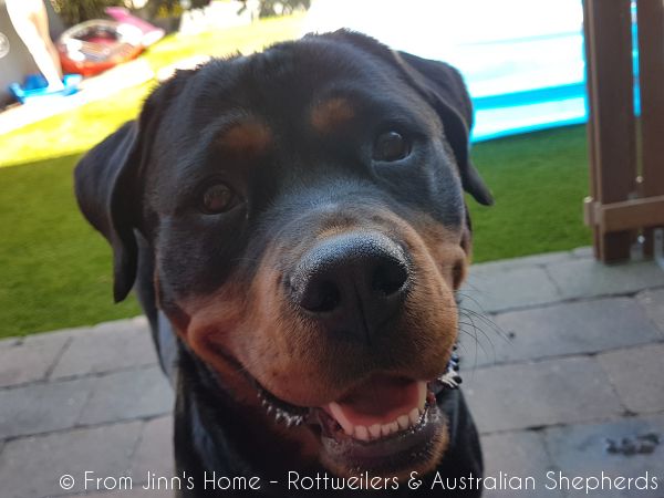 Jinn Heavys Kayleigh 034 Jinn Heavys Kayleigh 034