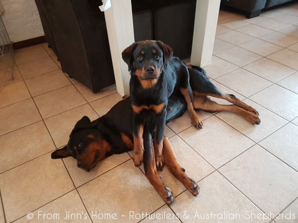 Jinn Heavys Kayleigh 035 Jinn Heavys Kayleigh 035