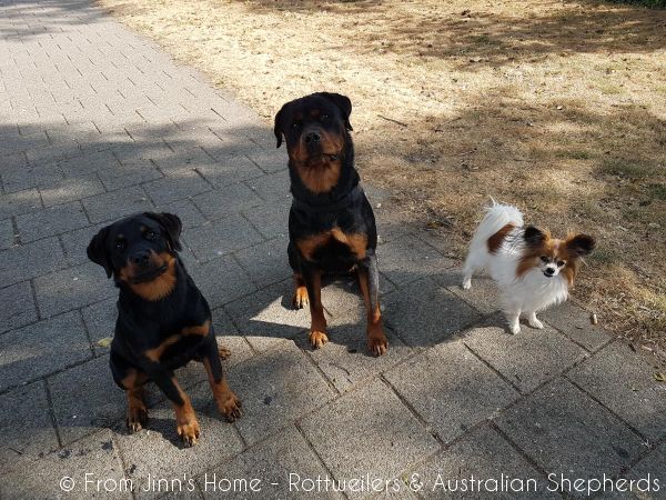 Jinn Heavys Kayleigh 036 Jinn Heavys Kayleigh 036