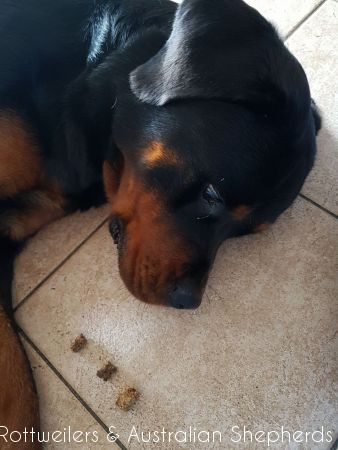 Jinn Heavys Kayleigh 038 Jinn Heavys Kayleigh 038