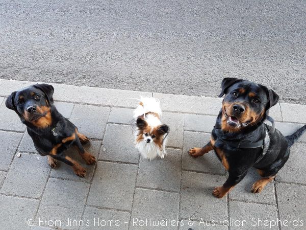 Jinn Heavys Kayleigh 039 Jinn Heavys Kayleigh 039