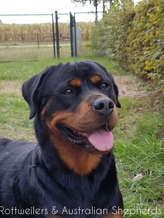 Jinn Heavys Kayleigh 040 Jinn Heavys Kayleigh 040