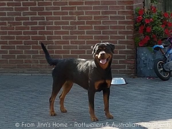 Jinn Heavys Kayleigh 041 Jinn Heavys Kayleigh 041