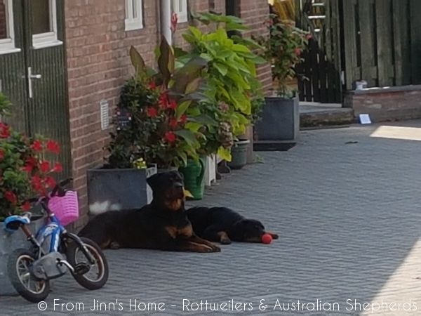 Jinn Heavys Kayleigh 042 Jinn Heavys Kayleigh 042