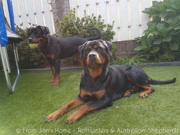 Jinn Heavys Kayleigh 043 Jinn Heavys Kayleigh 043