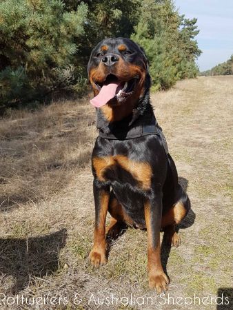 Jinn Heavys Kayleigh 045 Jinn Heavys Kayleigh 045