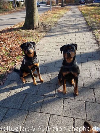 Jinn Heavys Kayleigh 047 Jinn Heavys Kayleigh 047