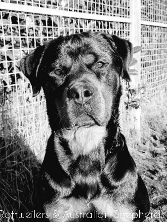 Jinn Heavys Kayleigh 049 Jinn Heavys Kayleigh 049