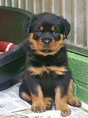 fromjinnshome15 fromjinnshome15