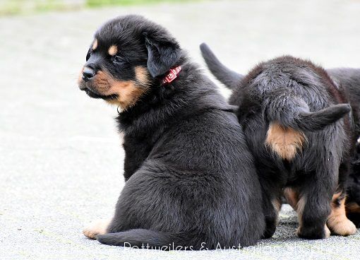 fromjinnshome25 fromjinnshome25