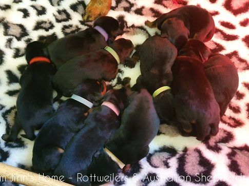 fromjinnshomepupsjoy fromjinnshomepupsjoy