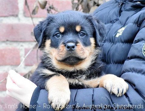 pupsjoyfromjinnshome1 pupsjoyfromjinnshome1