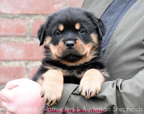 pupsjoyfromjinnshome6 pupsjoyfromjinnshome6