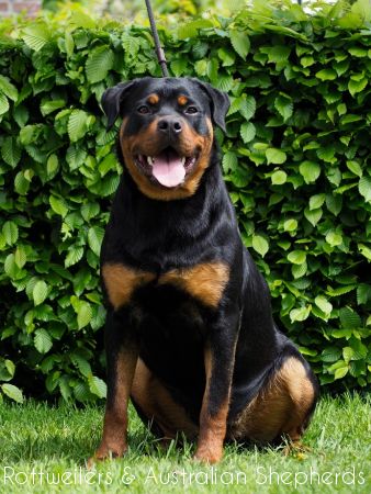 quequietqigivomrostfarben quequietqigivomrostfarben