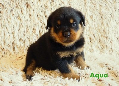 From Jinn's Home: Heavy's Kayleigh (Jinn), het A-nest - Aqua