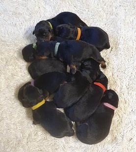 Pups Joy Dnest 2020 4